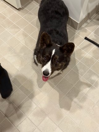 A black and white corgi cardigan watching up at the camera and casting an interesting shadow.