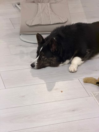 A black and white corgi cardigan lying in front off a baby