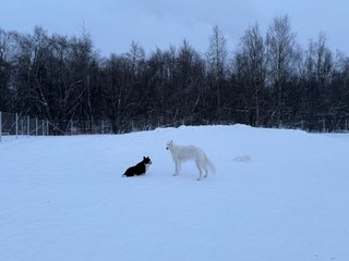 A black and white corgi cardigan and white borzoi - a long legged and very slim breed - are playing together in a snowy dog park.