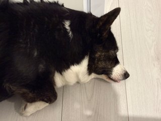 A black and white corgi cardigan lying on the floor with her tongue out. Looking kinda derpy (but adorable as always).