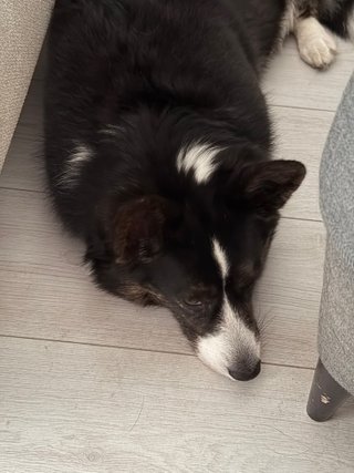 A close-up of black and white corgi cardigan