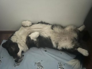 A black and white corgi cardigan lying on her back.