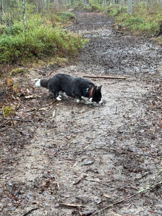 A black and white corgi cardigan sniffing something on a muddy path.
