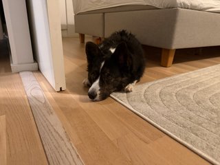 A black and white corgi cardigan lying next to a bed staring into the emptiness of space.