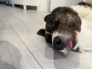 A black and white corgi cardigan making a funny face.