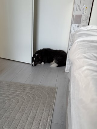 A black and white corgi cardigan leaning her head against a door.