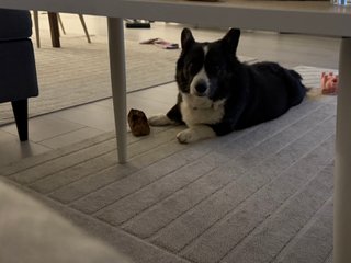 A black and white corgi cardigan looking up at the camera. The photographer tried to take a sneaky photo from under the couch table but was "caught".