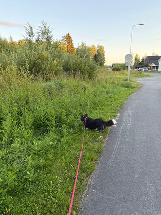 A black and white corgi cardigan on an evening walk in suburban neighborhood.