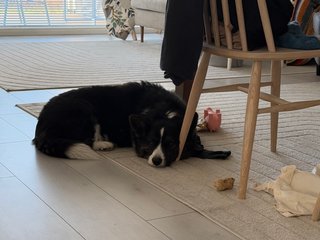 A black and white corgi cardigan sleeping with her head against a chair