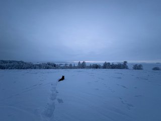 A black and white corgi cardigan in a snowy field, looking out onto the baltic sea in the background.