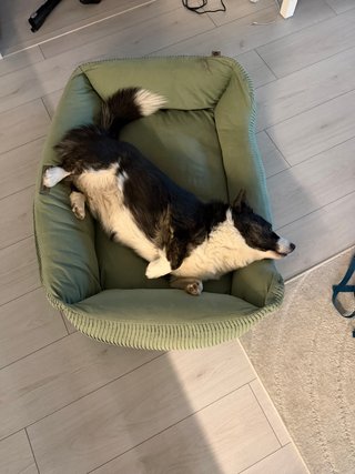 A black and white corgi cardigan playing in her freshly washed dog bed.