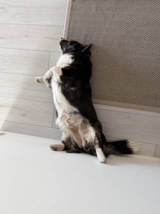 A black and white corgi cardigan lying belly up next to a white wall making her look like she