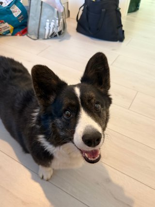 A black and white corgi cardigan smiling into the camera.