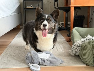 A black and white corgi cardigan standing over a dog toy and smiling into the camera.
