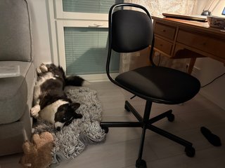 A black and white corgi cardigan lying on her back in between a recliner chair and an office chair.
