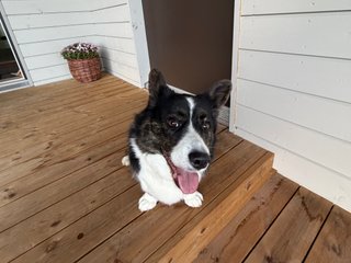 A black and white corgi cardigan welcoming home the photographer on the front porch.