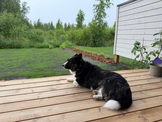 A black and white corgi cardigan lying on a porch.
