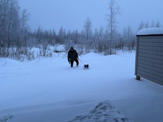 A black and white corgi cardigan and a bearded man walking through very deep snow. Only the corgi