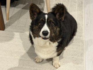 A black and white corgi cardigan looking at the camera and making a face.