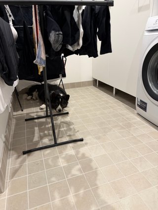 A black and white corgi cardigan lying under a couple of clothes dryers.