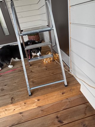 A black and white corgi cardigan checking out a chain of lights.