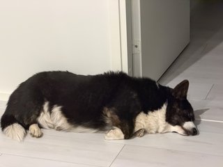 A black and white corgi cardigan who has just woken up from her slumber and therefore looking slightly confused.
