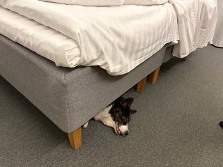 A black and white corgi cardigan lying under a bed, looking slightly crazy.