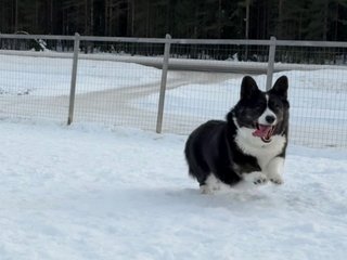 A black and white corgi cardigan running around in a wintery dog park.