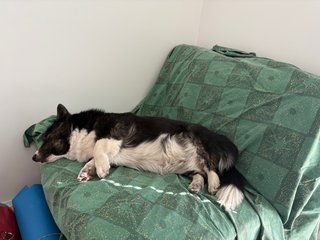 A black and white corgi cardigan sleeping on a reading chair protected by a green bed sheet.