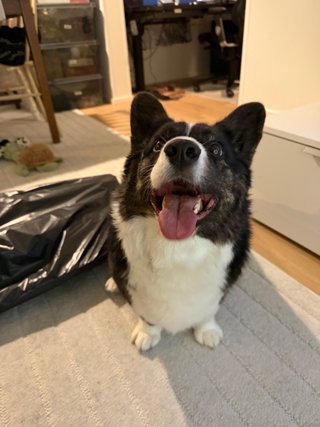 A black and white corgi cardigan sitting in front of moving boxes and looking up.