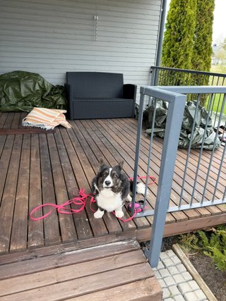 A black and white corgi cardigan sitting on a porch and making a face.