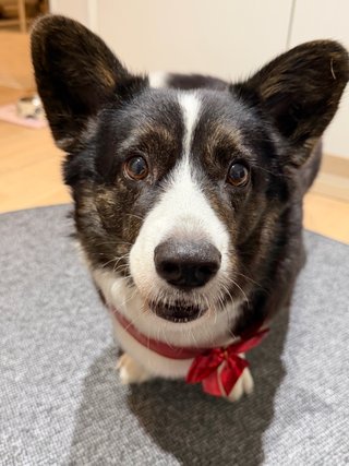 A close-up of black and white corgi cardigan wearing a red bow.