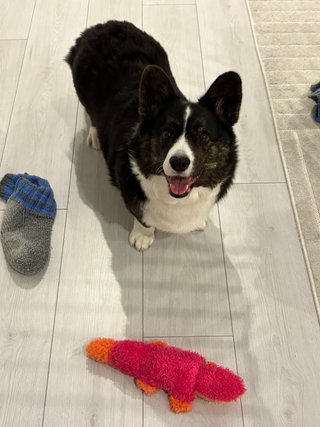 A black and white corgi cardigan watching happily into the camera.