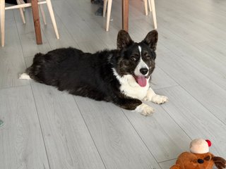 A black and white corgi cardigan making a sploot and watching into the camera.