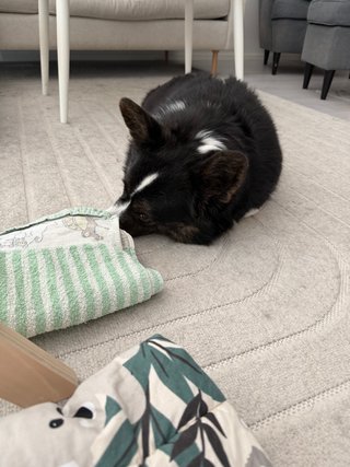 A black and white corgi cardigan hiding her nose under a towel.