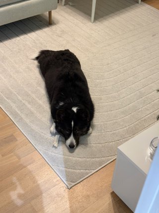A black and white corgi cardigan lying on the floor and looking somewhat like a furry puddle. She