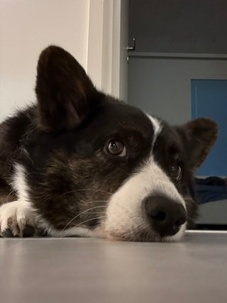 A black and white corgi cardigan photographed close up.