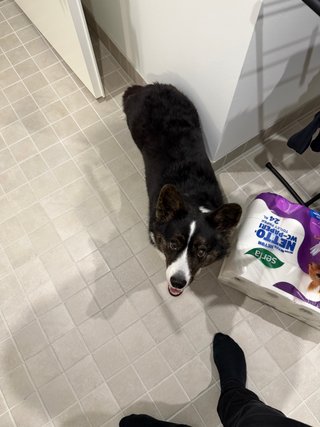 A black and white corgi cardigan smiling up at the camera next to a package of toilet paper.