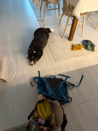 A black and white corgi cardigan making a sploot in front of some grocery bags.