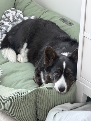 A black and white corgi cardigan lying in her dog bed daydreaming.