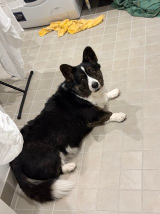 A black and white corgi cardigan lying on the floor and looking up.