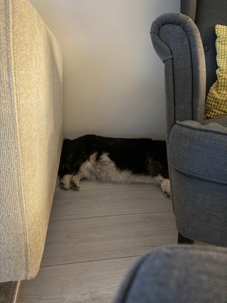 A black and white corgi cardigan sleeping in between a couch and a recliner. The photo is taken in such a way that only the middle of her body is visible.