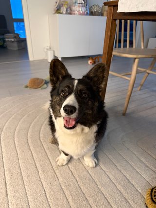 A black and white corgi cardigan smiling into the camera.