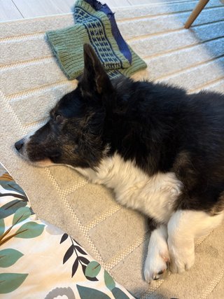 A black and white corgi cardigan lying next to a baby