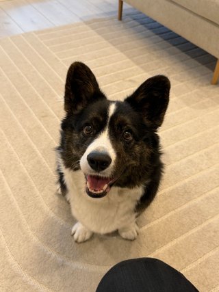 A black and white corgi cardigan smiling into the camera.