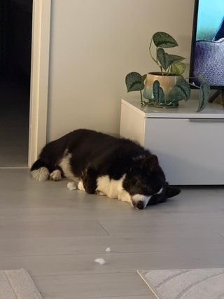 A black and white corgi cardigan falling asleep next to a TV stand.