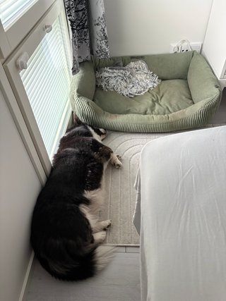 A black and white corgi cardigan sleeping next to her bed.