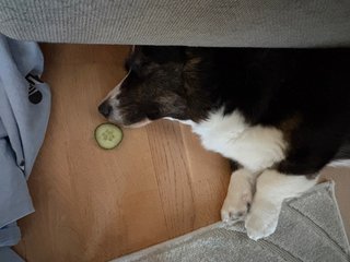 A black and white corgi cardigan sleeping next to a couch. There is  a slice of cucumber right next to her nose.