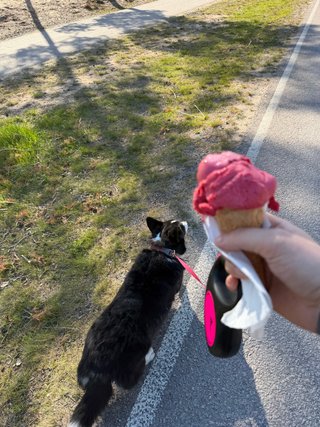 A black and white corgi cardigan being walked. The person walking the dog is holding an ice cream cone in the same hand as the leash.