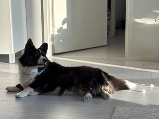 A black and white corgi cardigan lying down and watching over her shoulder.